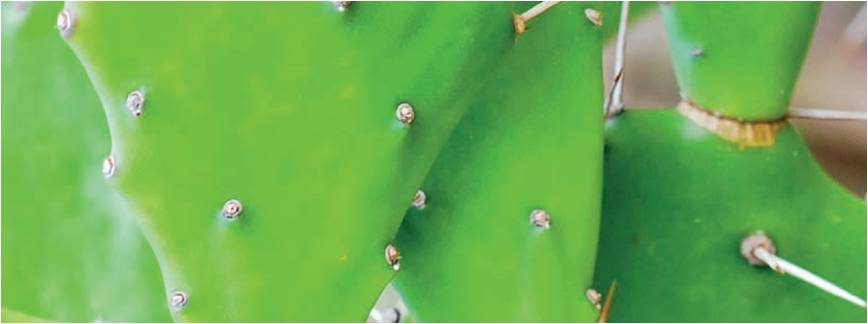 greencactus(2)